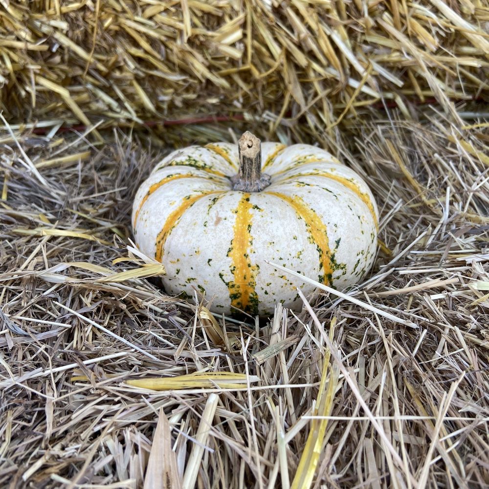 Flat Acres Farm - Free mini pumpkin or gourd with the price of admission! - Farms Near Me - Parker, Colorado Flat Acres Farm - Free mini pumpkin or gourd with the price of admission! - Farms Near Me - Parker, Colorado