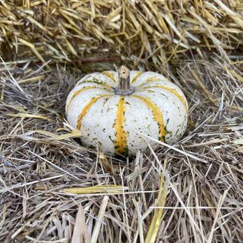 Flat Acres Farm - Free mini pumpkin or gourd with the price of admission! - Farms Near Me - Parker, Colorado Flat Acres Farm - Free mini pumpkin or gourd with the price of admission! - Farms Near Me - Parker, Colorado