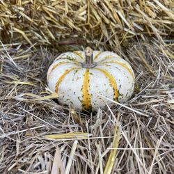 Flat Acres Farm - Free mini pumpkin or gourd with the price of admission!