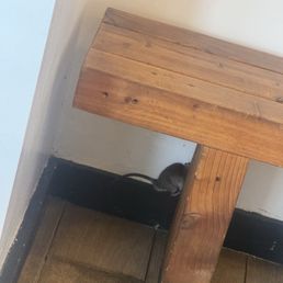 Rat ran in and almost ran over my foot!