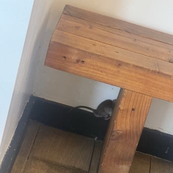 7 Leaves Cafe - Rat ran in and almost ran over my foot! - Coffee & Tea Near Me - Garden Grove, California