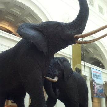 Field Museum - Can you hear them trumpet their trunks? - Museums Near Me - Chicago, Illinois Field Museum - Can you hear them trumpet their trunks? - Museums Near Me - Chicago, Illinois