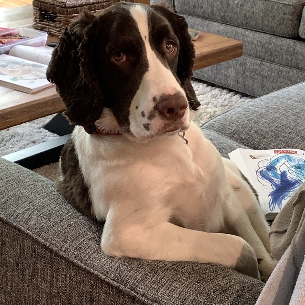 Duke just chillin' after a day of training