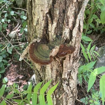 Ijams Nature Center - Parks Near Me - Knoxville, Tennessee