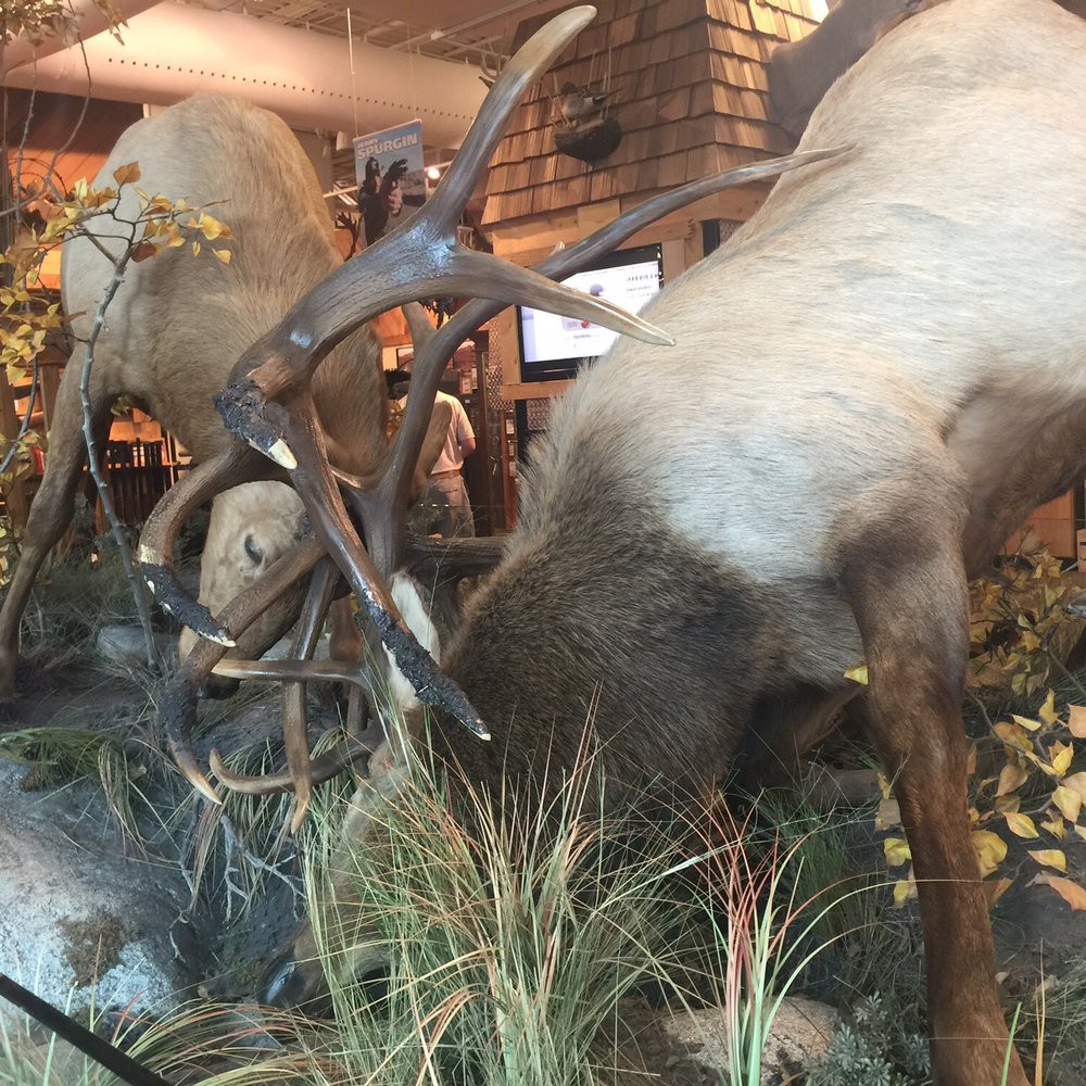 Scheels - Sports Wear Near Me - Sparks, Nevada Scheels - Sports Wear Near Me - Sparks, Nevada