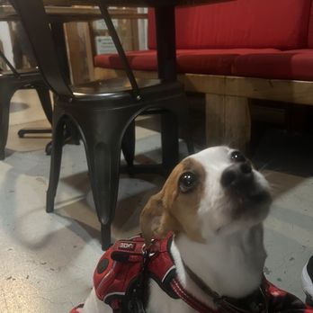 Rooster And The Pig - Dog Friendly Patio - Vietnamese Near Me - Palm Springs, California Rooster And The Pig - Dog Friendly Patio - Vietnamese Near Me - Palm Springs, California