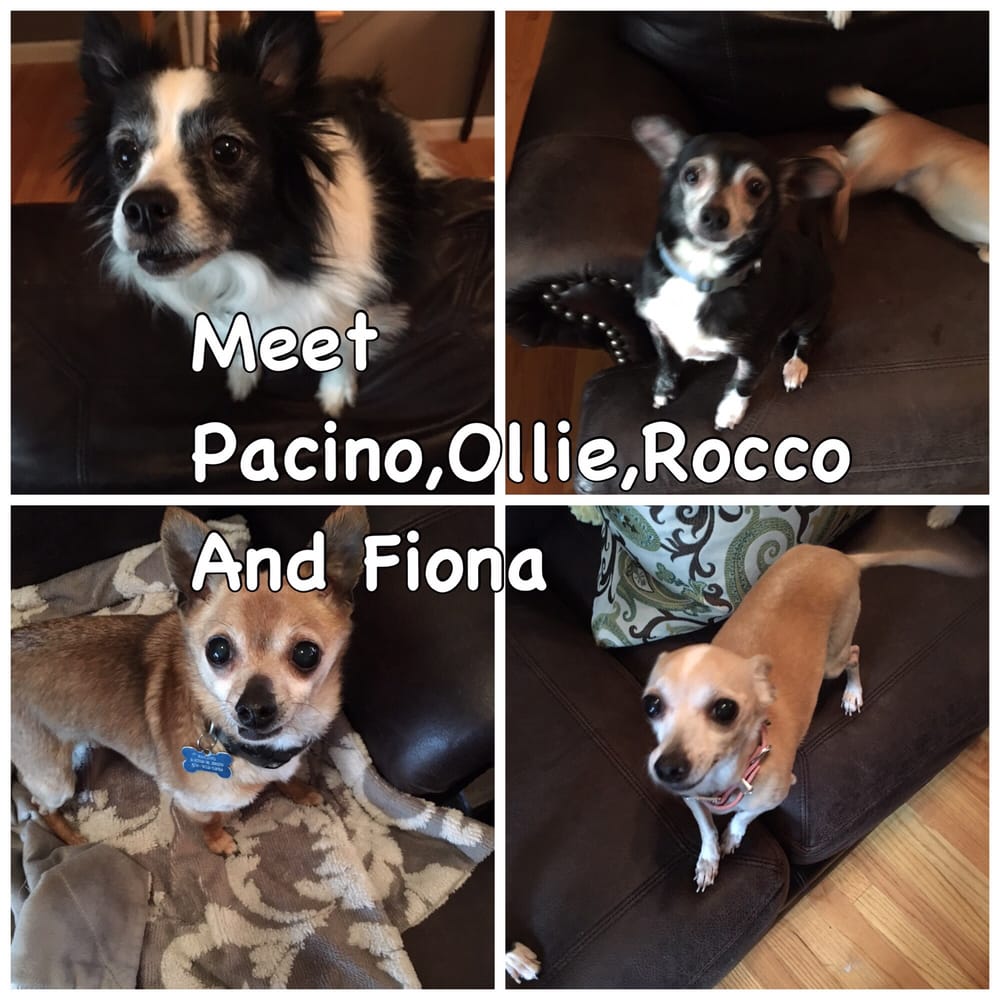 Amy's Pet Sitting/Walking Service - pet boarding facility in Johnston, RI