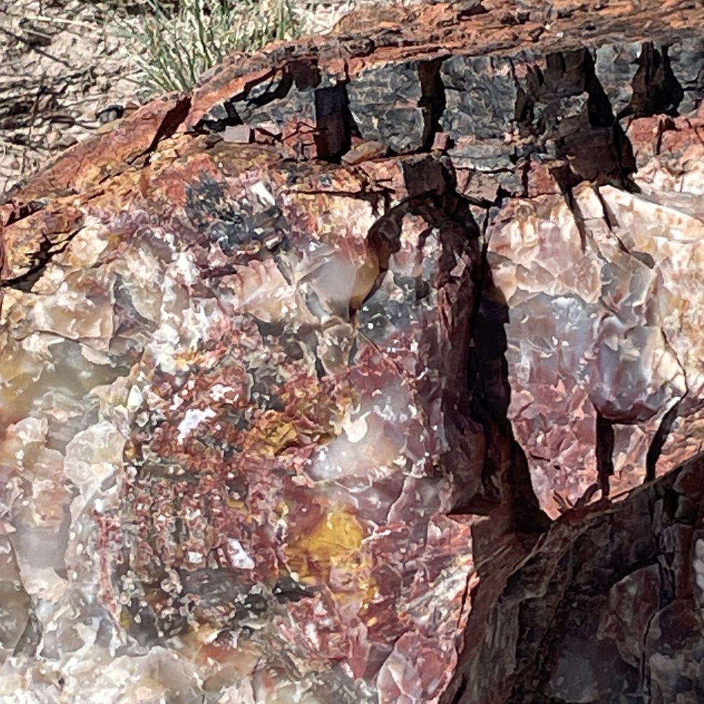 Dynamic Journey Tours - Petrified Forest - Travel Agents Near Me - Sedona, Arizona Dynamic Journey Tours - Petrified Forest - Travel Agents Near Me - Sedona, Arizona