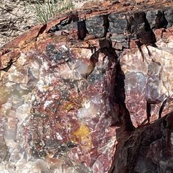 Dynamic Journey Tours - Petrified Forest