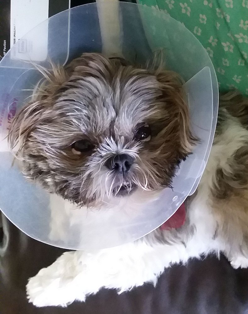 ANIMAL EYE GUYS CAPE CORAL 1327 NE Pine Island Rd, Cape Coral