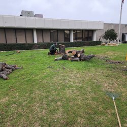 Quality Tree Service - Tree removal