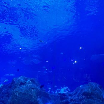 Adventure Aquarium - Aquariums Near Me - Camden, New Jersey Adventure Aquarium - Aquariums Near Me - Camden, New Jersey