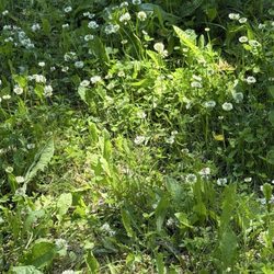 Bings Landing Campground - Wildflowers