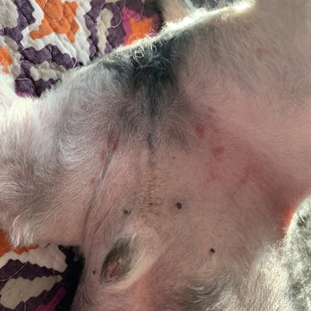Snip N' Clip Dog Grooming - razor/clipper burns - Pet Groomers Near Me - Secaucus, New Jersey Snip N' Clip Dog Grooming - razor/clipper burns - Pet Groomers Near Me - Secaucus, New Jersey