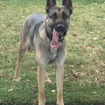 Bay Area K9 Training - Lola on adoption day 5.6.23 - Pet Training Near Me