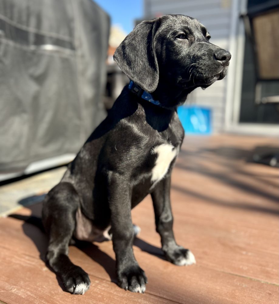 PETSUITES TWINSBURG Updated October 2024 8275 Darrow Rd, Twinsburg, Ohio Pet Training