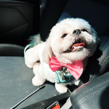 Dirty Paws Grooming Spa - After her haircut, looking adorable and feeling happy! - Pet Groomers Near Me - Temecula, California
