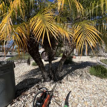 Bela Vasquez Landscape Services - Good work and good price free estimate - Tree Services Near Me Bela Vasquez Landscape Services - Good work and good price free estimate - Tree Services Near Me