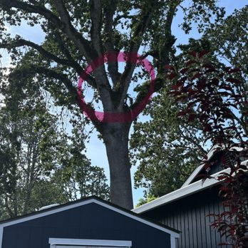 NW Tree Champions - Tree Services Near Me - Hillsboro, Oregon NW Tree Champions - Tree Services Near Me - Hillsboro, Oregon