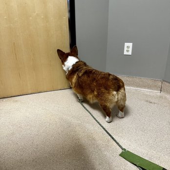 Phoenix Dog Cat Bird Hospital - Watching through the crack, waiting for the tech to return. - Veterinarians Near Me - Phoenix, Arizona Phoenix Dog Cat Bird Hospital - Watching through the crack, waiting for the tech to return. - Veterinarians Near Me - Phoenix, Arizona