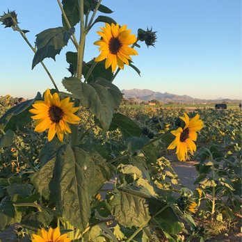 Rocker 7 Farm Patch - Pumpkin Patches Near Me - Buckeye, Arizona Rocker 7 Farm Patch - Pumpkin Patches Near Me - Buckeye, Arizona