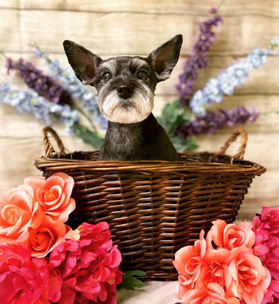 A PET SPA 45 Photos & 39 Reviews 12811 8th Ave W, Everett