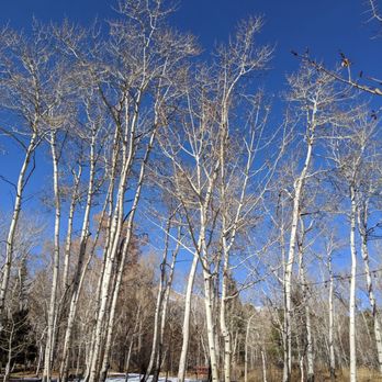 Creekside Chalets & Cabins - The wonders of Colorado's Aspens - Guest Houses Near Me - Salida, Colorado Creekside Chalets & Cabins - The wonders of Colorado's Aspens - Guest Houses Near Me - Salida, Colorado