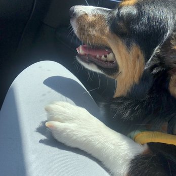 Sydnee's Pet Grooming - Nail trim - Pet Groomers Near Me - San Marcos, California