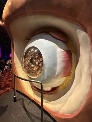 The Health Museum by null