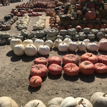 Chesebrough Farm - Pumpkin Patches Near Me - Templeton, California Chesebrough Farm - Pumpkin Patches Near Me - Templeton, California