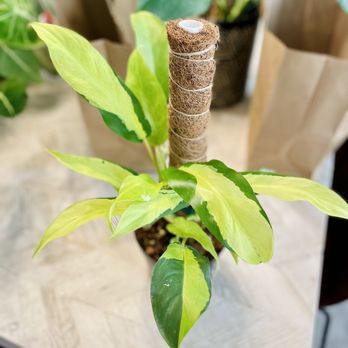 Succulents Empire - Philodendron 'Thai Constellation' - Nurseries & Gardening Near Me - Orlando, Florida Succulents Empire - Philodendron 'Thai Constellation' - Nurseries & Gardening Near Me - Orlando, Florida