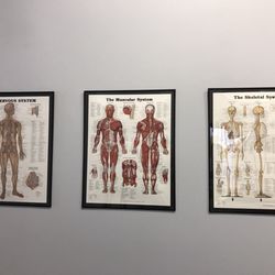 Lone Star Sport & Spine - Anatomy Pictures