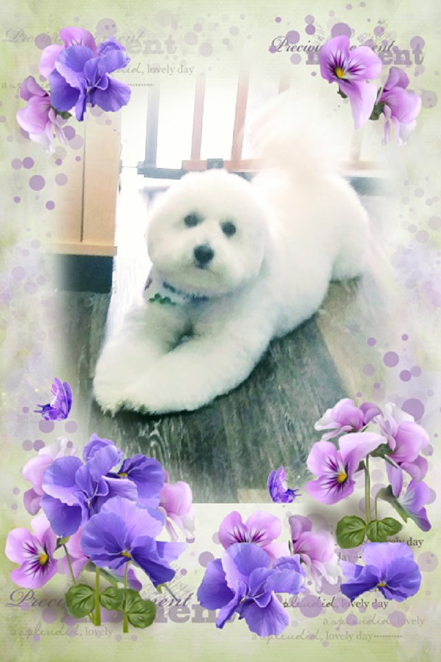 Charisma Dog Grooming