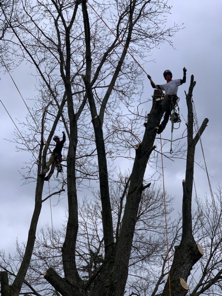 Barlippi Tree Professionals - tree service in Murrysville, PA