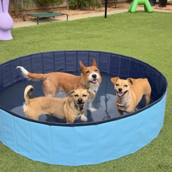 Harmonious Hounds At Home - Pet Boarding Near Me Harmonious Hounds At Home - Pet Boarding Near Me