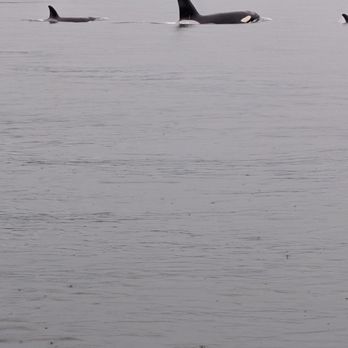 Maya’s Legacy Whale Watching - Whale Watching Tours Near Me - Friday Harbor, Washington