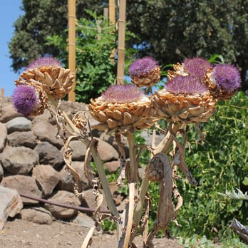 Kuleto Estate - Artichokes By: trynhphoto.com - Wine Tasting Room Near Me - Saint Helena, California Kuleto Estate - Artichokes By: trynhphoto.com - Wine Tasting Room Near Me - Saint Helena, California