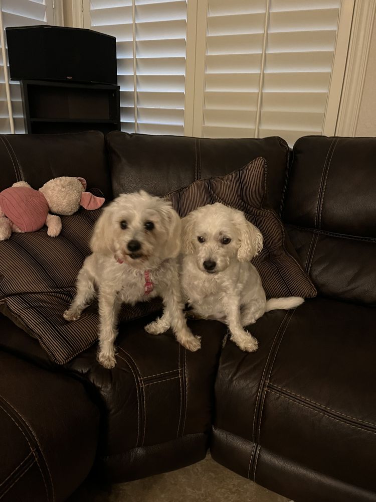 SALVADOR DOGI SALON Updated September 2024 2205 E Valley Pkwy