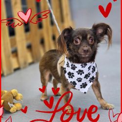 Doggie Land Pet Grooming - Larry looking lovely