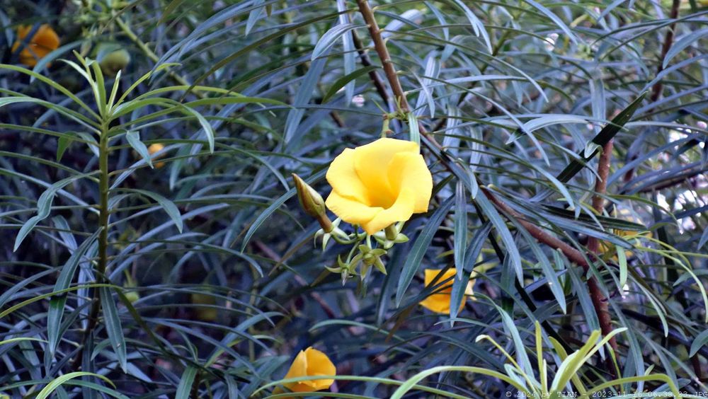 Parque Francisco Cantón Rosado