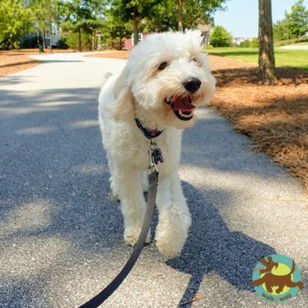 Walk & Wag - Cotton - Dog Walkers Near Me Walk & Wag - Cotton - Dog Walkers Near Me