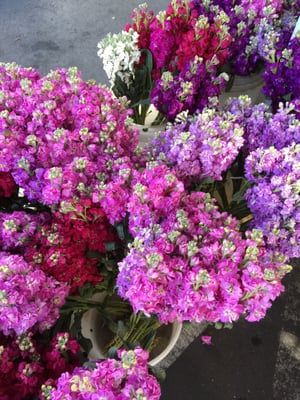 Temescal Farmer's Market by null