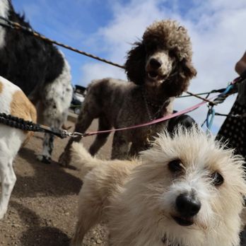 The Doog Walker - Can't deny these smiles; they love to work , train, exercise and socialize! - Dog Walkers Near Me - Sausalito, California The Doog Walker - Can't deny these smiles; they love to work , train, exercise and socialize! - Dog Walkers Near Me - Sausalito, California