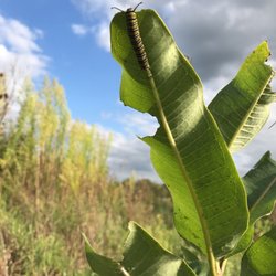 Stillwater Prairie Reserve - A monarch butterfly caterpillar on milkweed st the prairie.