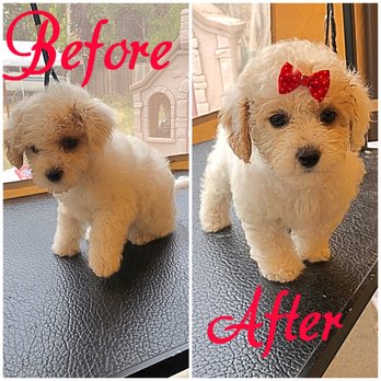 Tiffs Paw Spa - Pet Groomers Near Me Tiffs Paw Spa - Pet Groomers Near Me