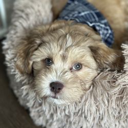 Center Veterinary Clinic and Urgent Care