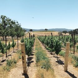 Cloud Climbers Jeep Tours - Vineyards.