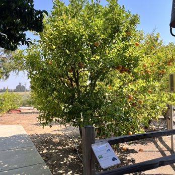 Il Fiorello Olive Oil - Olive Oil Near Me - Fairfield, California Il Fiorello Olive Oil - Olive Oil Near Me - Fairfield, California
