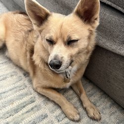 Serenity Paws