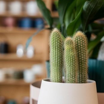 The Fernseed - Indoor planters in a huge variety of shapes and styles - Nurseries & Gardening Near Me - Tacoma, Washington The Fernseed - Indoor planters in a huge variety of shapes and styles - Nurseries & Gardening Near Me - Tacoma, Washington